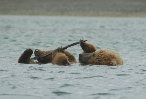 grizzly-bear-swim