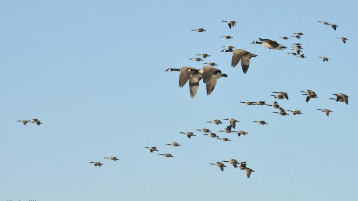 migrating